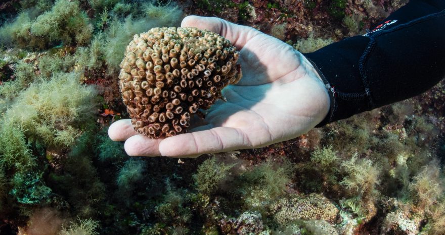 Rinnovabili • Marevivo, da 40 anni dalla parte del mare