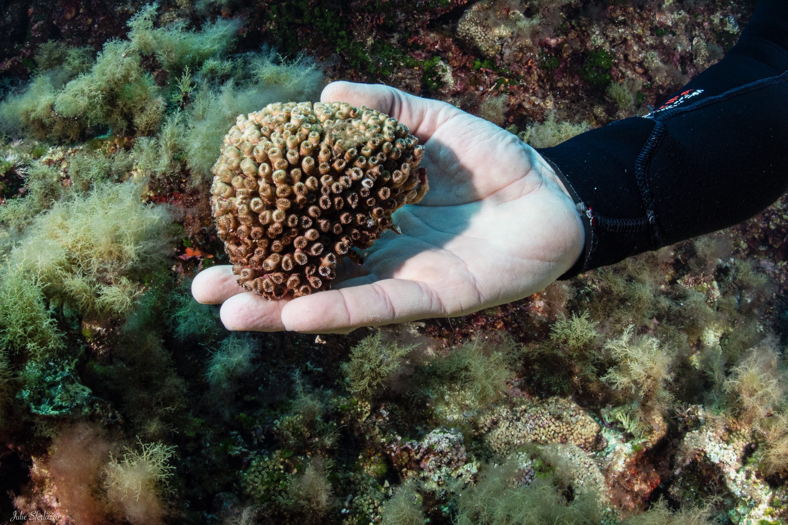 Marevivo, da 40 anni dalla parte del mare