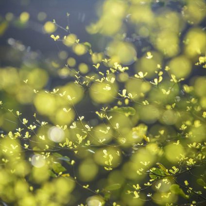 Rinnovabili • andion-project-financing-impianto-biometano-mirandola