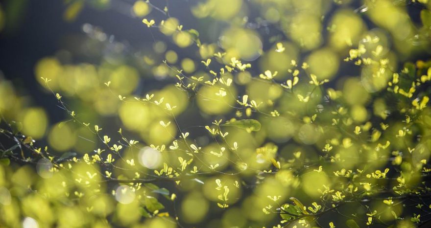 Rinnovabili • andion-project-financing-impianto-biometano-mirandola