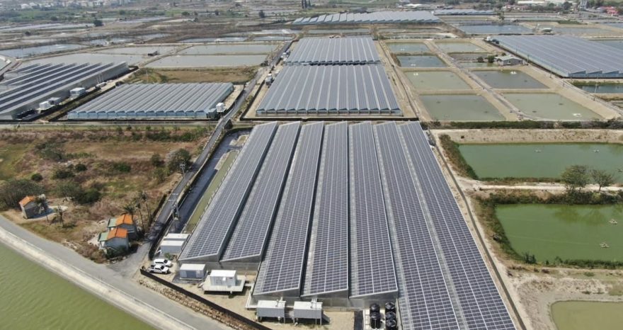 Rinnovabili • Fotovoltaico e gamberi SPF: a Taiwan, energia solare integrata all'acquacoltura in serra