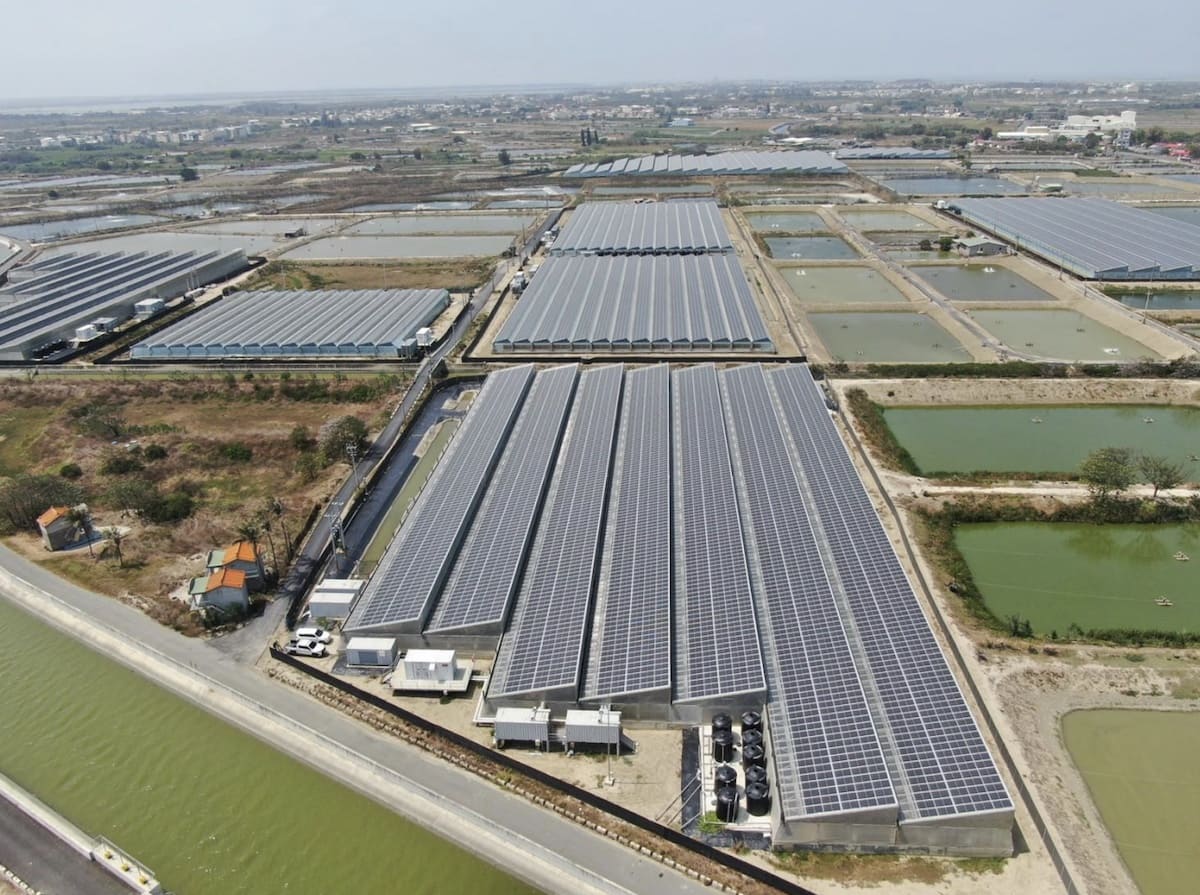Fotovoltaico e gamberi SPF: a Taiwan, energia solare integrata all’acquacoltura in serra