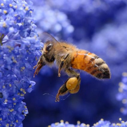 Rinnovabili • La Giornata mondiale delle api 2026 unisce uomini e impollinatori