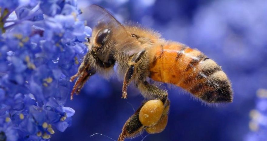 Rinnovabili • La Giornata mondiale delle api 2026 unisce uomini e impollinatori