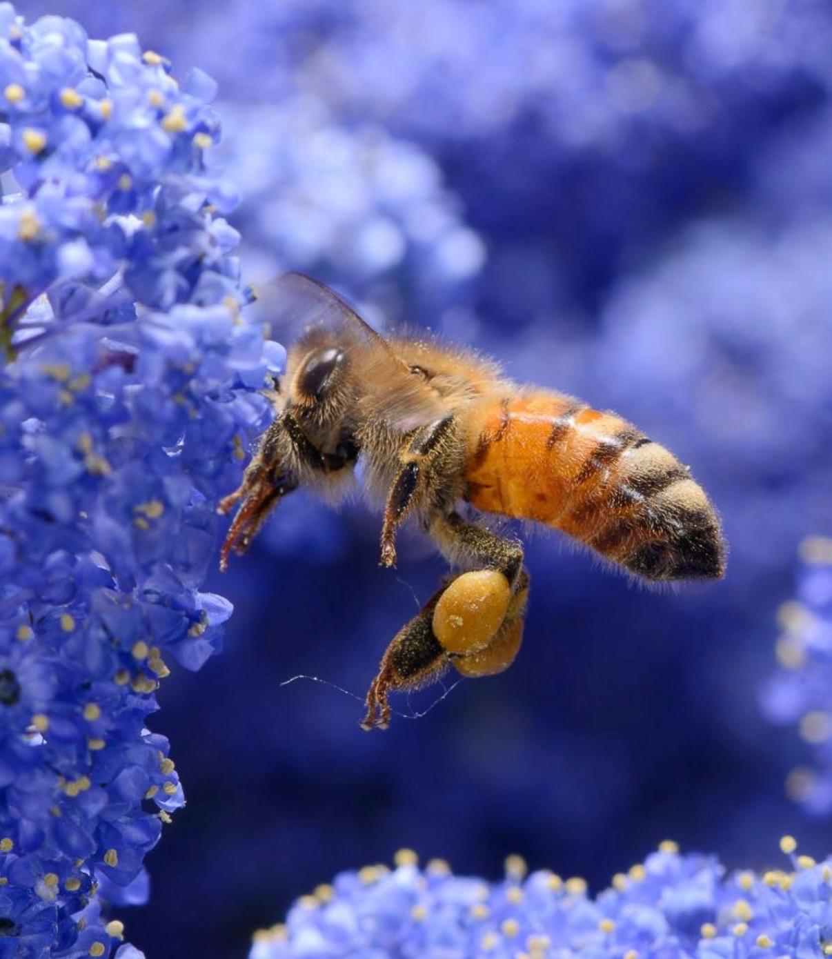 La Giornata mondiale delle api 2026 unisce uomini e impollinatori
