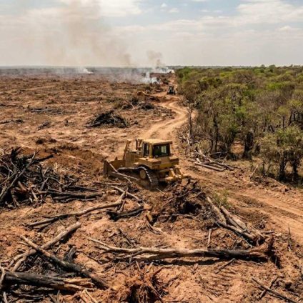 Rinnovabili • pellami-regolamento-ue-anti-deforestazione