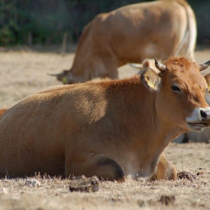 Rinnovabili • Rinnovabili nelle aziende agricole, il bando da 36 mln della Sardegna
