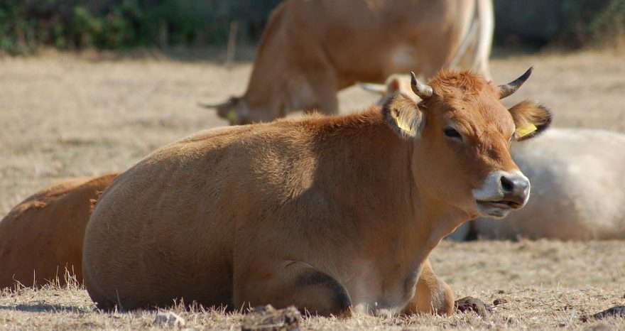 Rinnovabili • Rinnovabili nelle aziende agricole, il bando da 36 mln della Sardegna