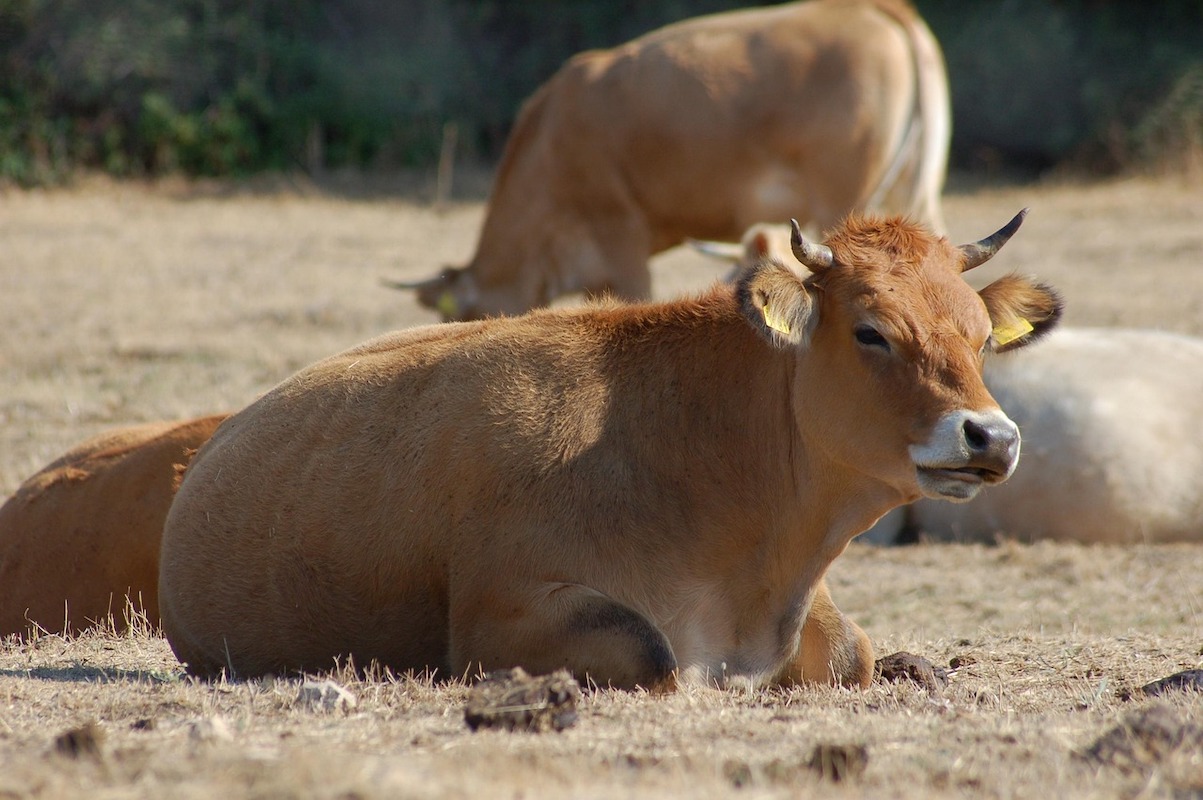 Rinnovabili • Rinnovabili nelle aziende agricole, il bando da 36 mln della Sardegna