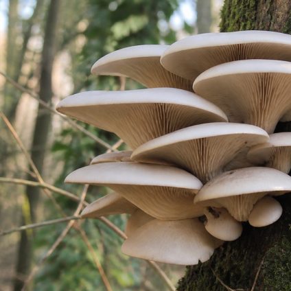 Rinnovabili • Rifiuti organici trasformati in funghi gourmet: il progetto Fungo Futuro