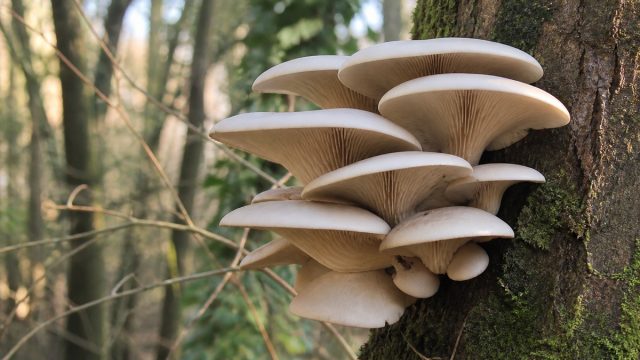Rinnovabili • Rifiuti organici trasformati in funghi gourmet: il progetto Fungo Futuro