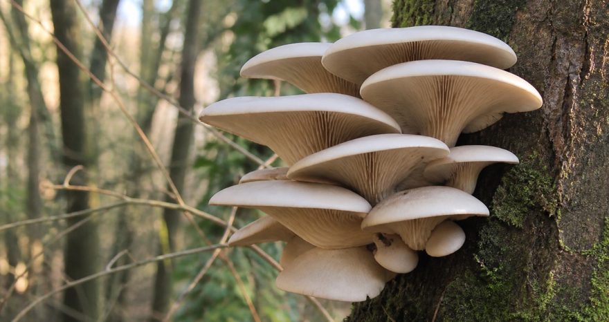 Rinnovabili • Rifiuti organici trasformati in funghi gourmet: il progetto Fungo Futuro