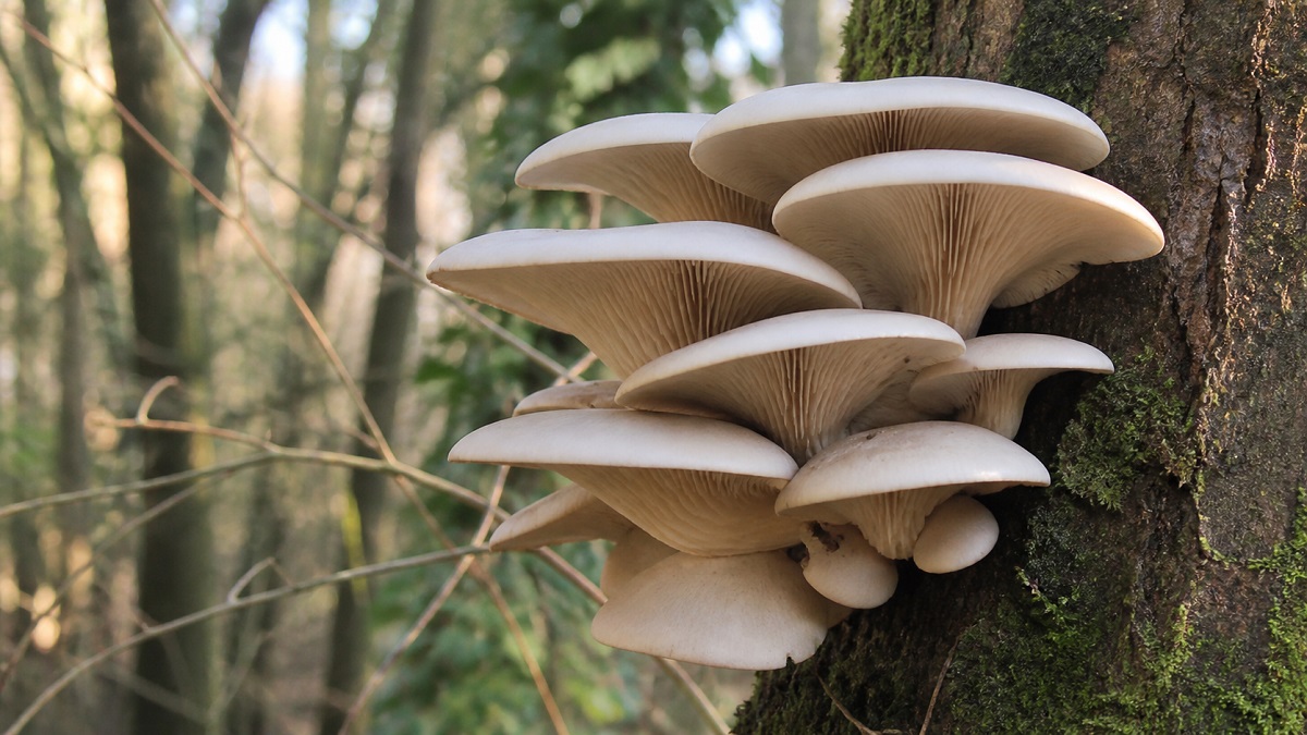 Rifiuti organici trasformati in funghi gourmet: il progetto Fungo Futuro