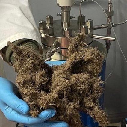 Rinnovabili • Dagli scarti della liquirizia il packaging del futuro: la rivoluzione deeptech di Alkelux