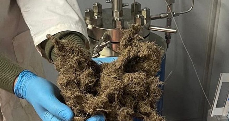 Rinnovabili • Dagli scarti della liquirizia il packaging del futuro: la rivoluzione deeptech di Alkelux