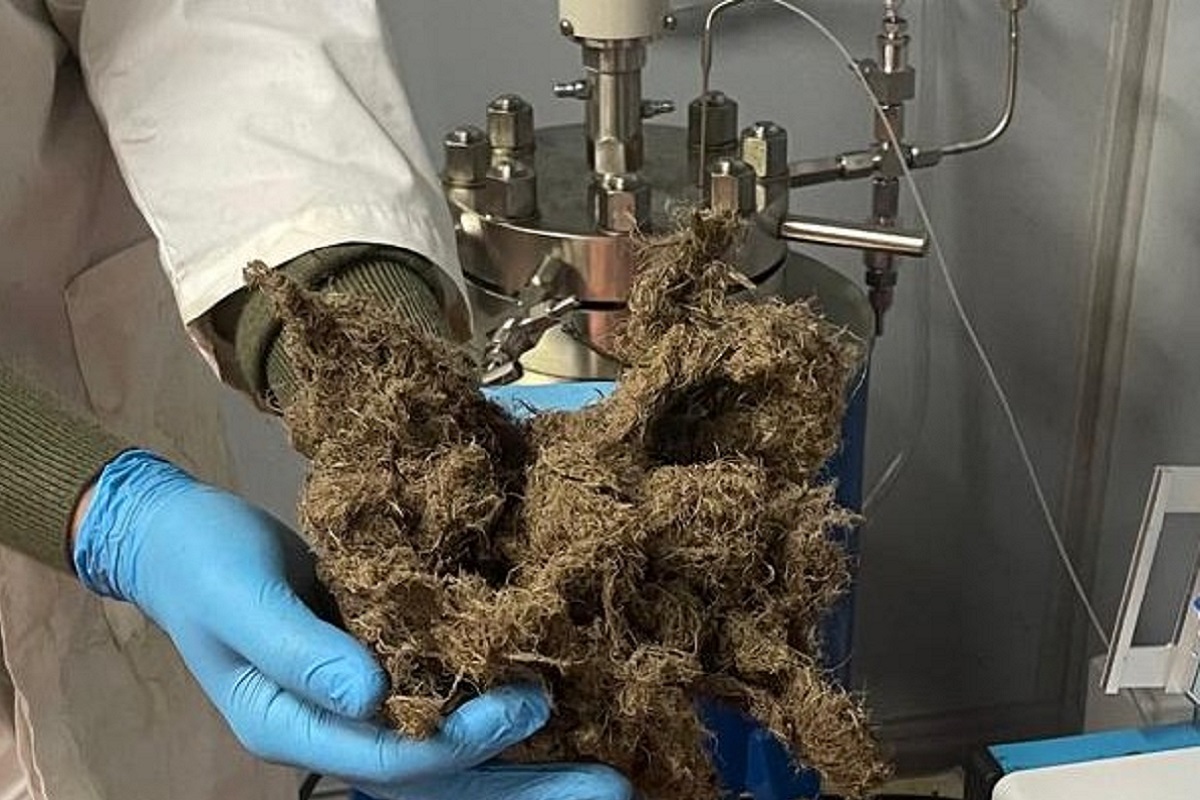 Dagli scarti della liquirizia il packaging del futuro: la rivoluzione deeptech di Alkelux
