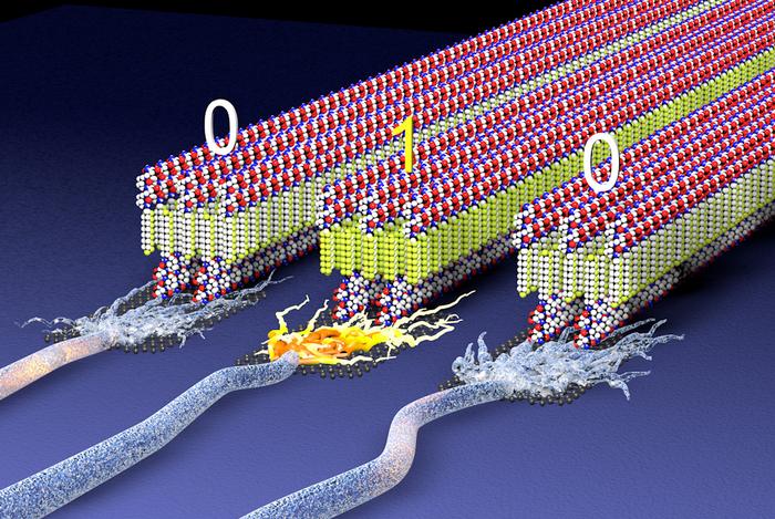Il materiale perfetto per la raccolta, l’accumulo e l’uso dell’energia? Fa il verso alle tue cellule