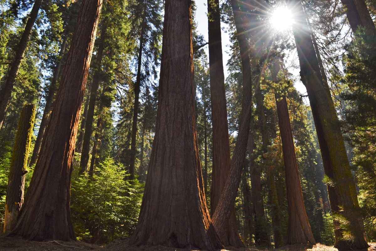 BolognaFiere e AIEL siglano una partnership decennale per lo sviluppo di BeFire e della filiera bosco-legno-energia