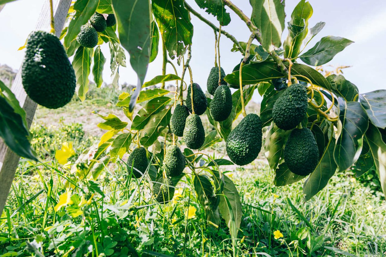 Rinnovabili • Halaesa punta sull'avocado per un nuovo modello di agricoltura in Sicilia