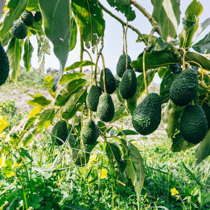 Rinnovabili • Halaesa punta sull'avocado per un nuovo modello di agricoltura in Sicilia