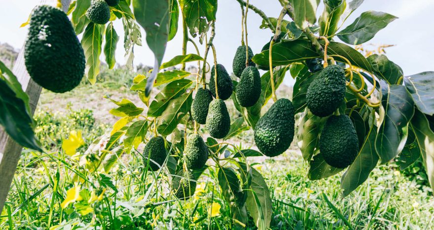 Rinnovabili • Halaesa punta sull'avocado per un nuovo modello di agricoltura in Sicilia