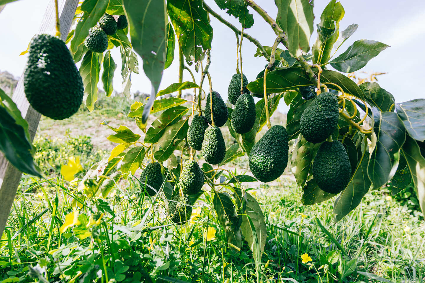 Halaesa punta sull’avocado per un nuovo modello di agricoltura in Sicilia