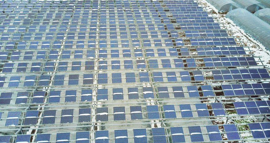 Rinnovabili • Agrivoltaico, il Consiglio di Stato conferma: non può essere riservato solo agli agricoltori