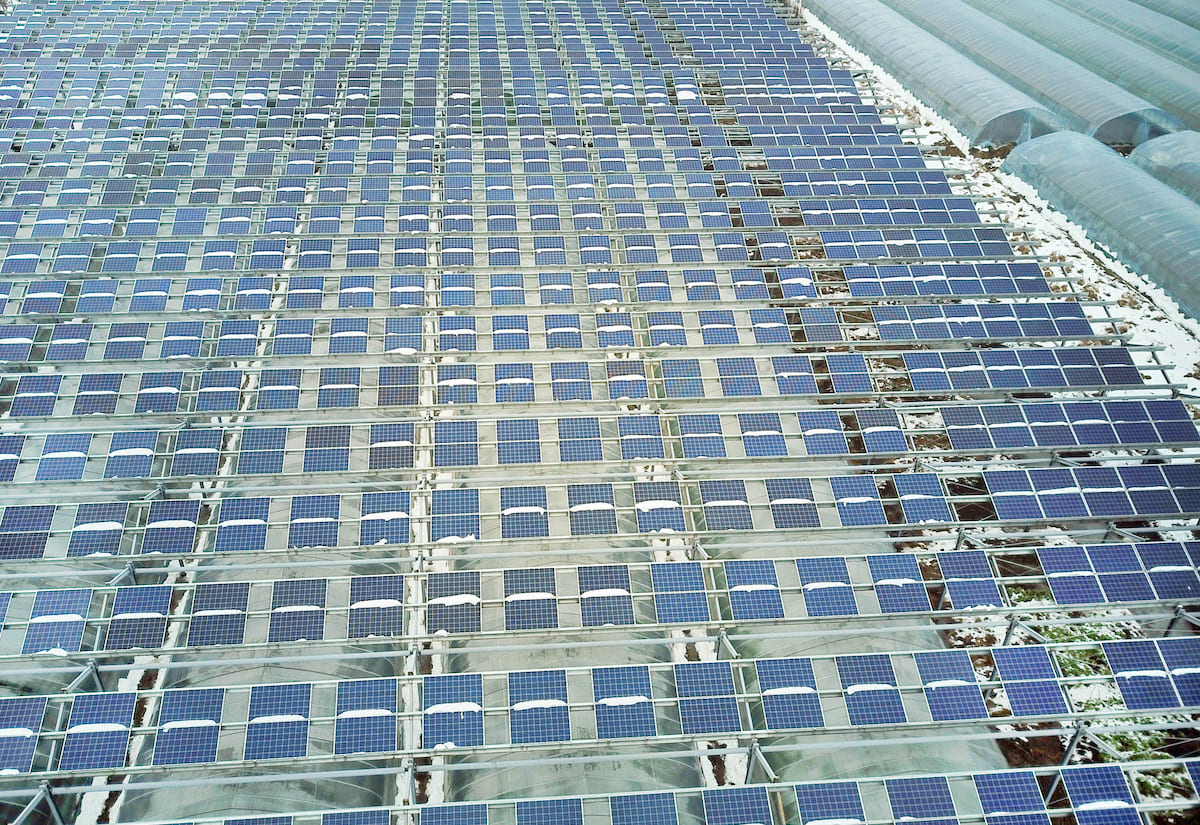 Agrivoltaico, il Consiglio di Stato conferma: non può essere riservato solo agli agricoltori