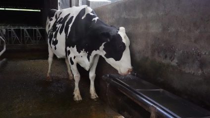 Rinnovabili • Perché l'allevamento consuma più acqua dei data center