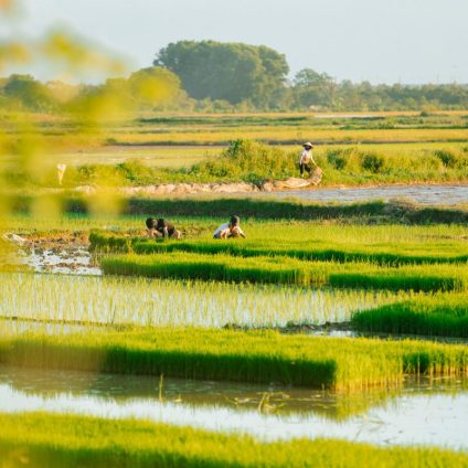 Rinnovabili • Se il clima ti manda in fumo il risotto
