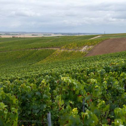 Rinnovabili • champagne-caldo-record-cambia-vino-francese