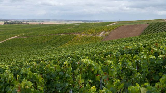 Rinnovabili • champagne-caldo-record-cambia-vino-francese