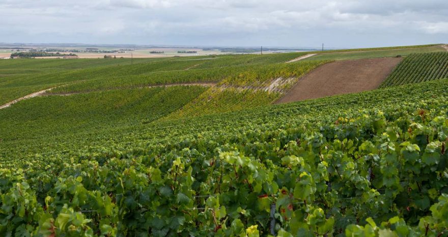Rinnovabili • champagne-caldo-record-cambia-vino-francese