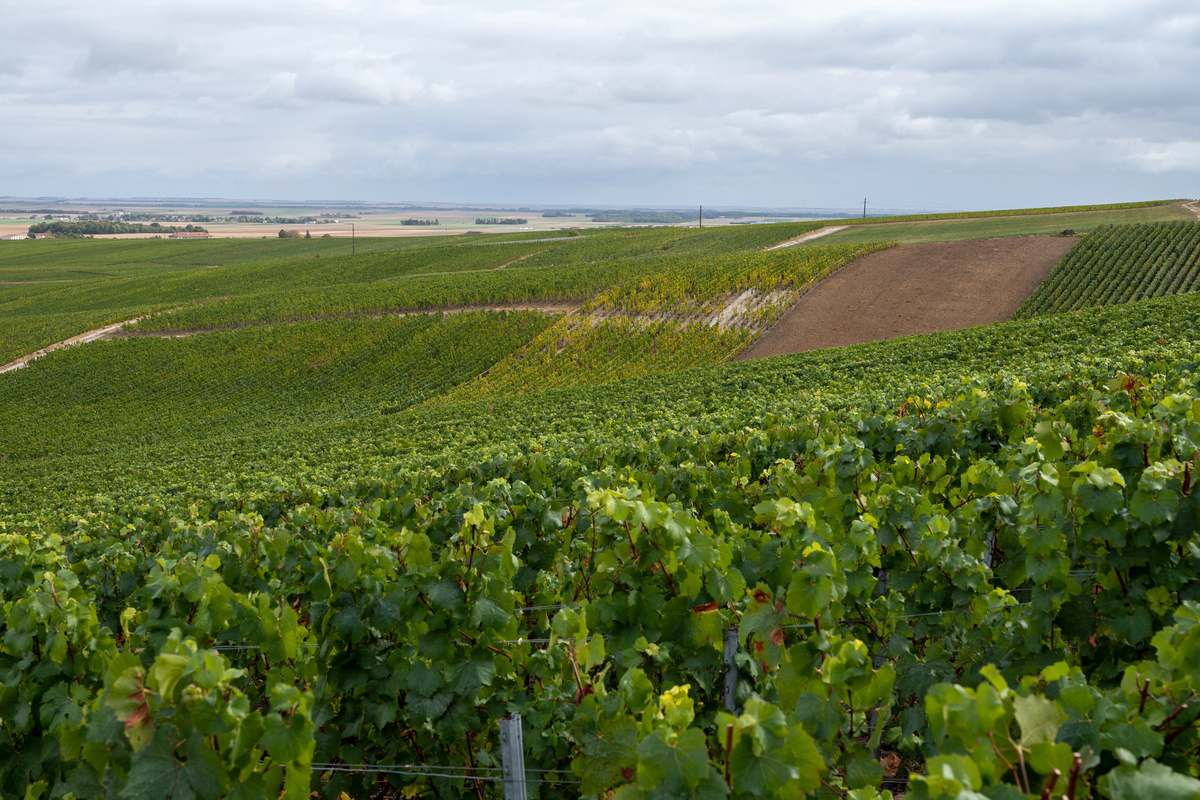 champagne-caldo-record-cambia-vino-francese
