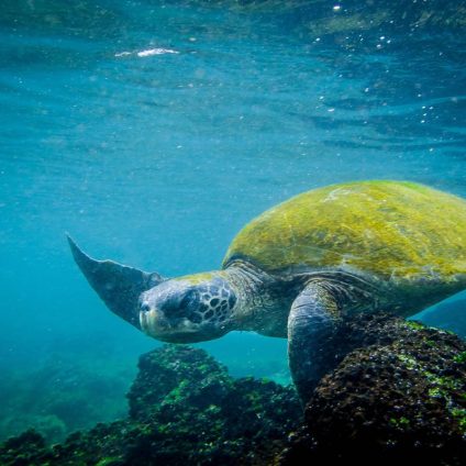 Rinnovabili • super-el-nino-autunno-ultimi-40-anni-eventi-piu-intensi-millennio