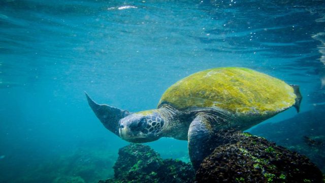 Rinnovabili • super-el-nino-autunno-ultimi-40-anni-eventi-piu-intensi-millennio