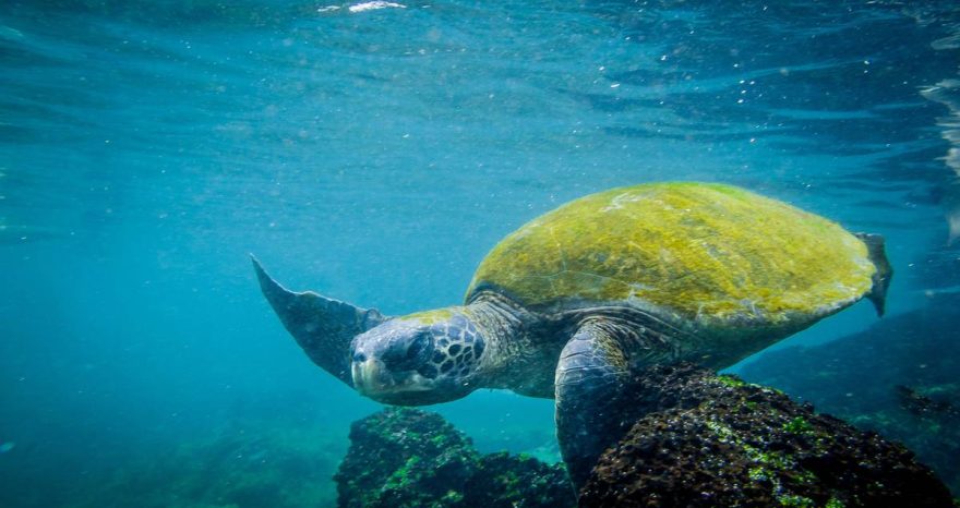 Rinnovabili • super-el-nino-autunno-ultimi-40-anni-eventi-piu-intensi-millennio