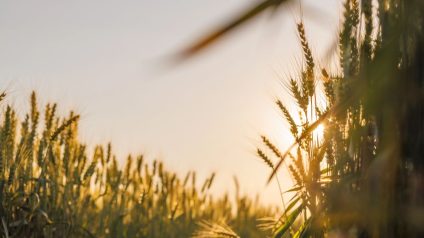 Rinnovabili • Innovazione e rinnovabili: il Manifesto di RSE per il futuro del settore agroalimentare