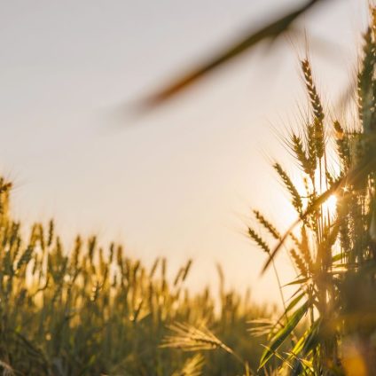 Rinnovabili • Innovazione e rinnovabili: il Manifesto di RSE per il futuro del settore agroalimentare