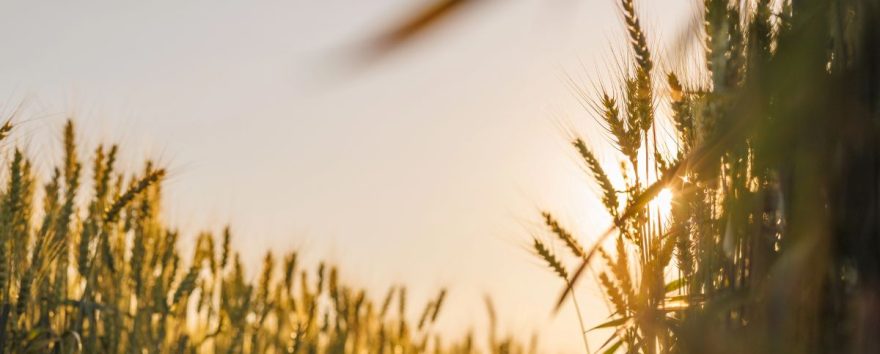 Rinnovabili • Innovazione e rinnovabili: il Manifesto di RSE per il futuro del settore agroalimentare