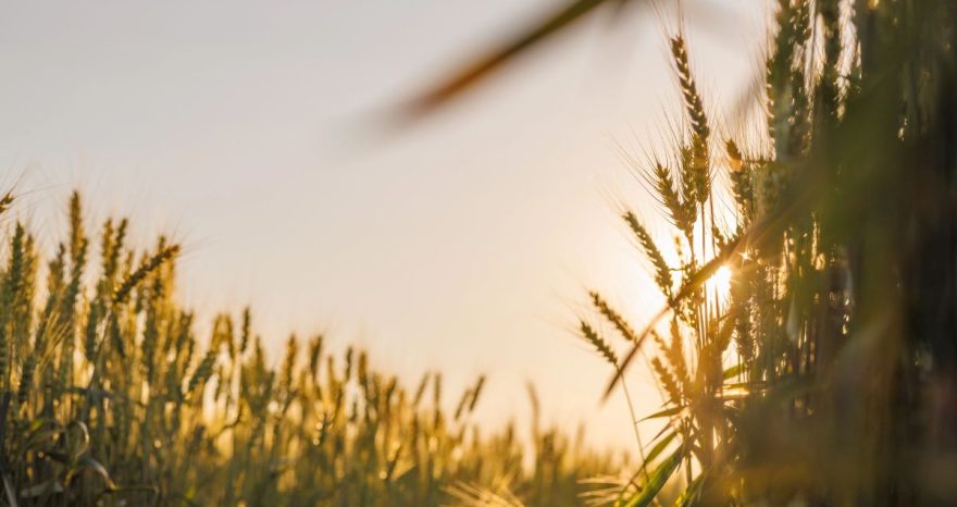 Rinnovabili • Innovazione e rinnovabili: il Manifesto di RSE per il futuro del settore agroalimentare