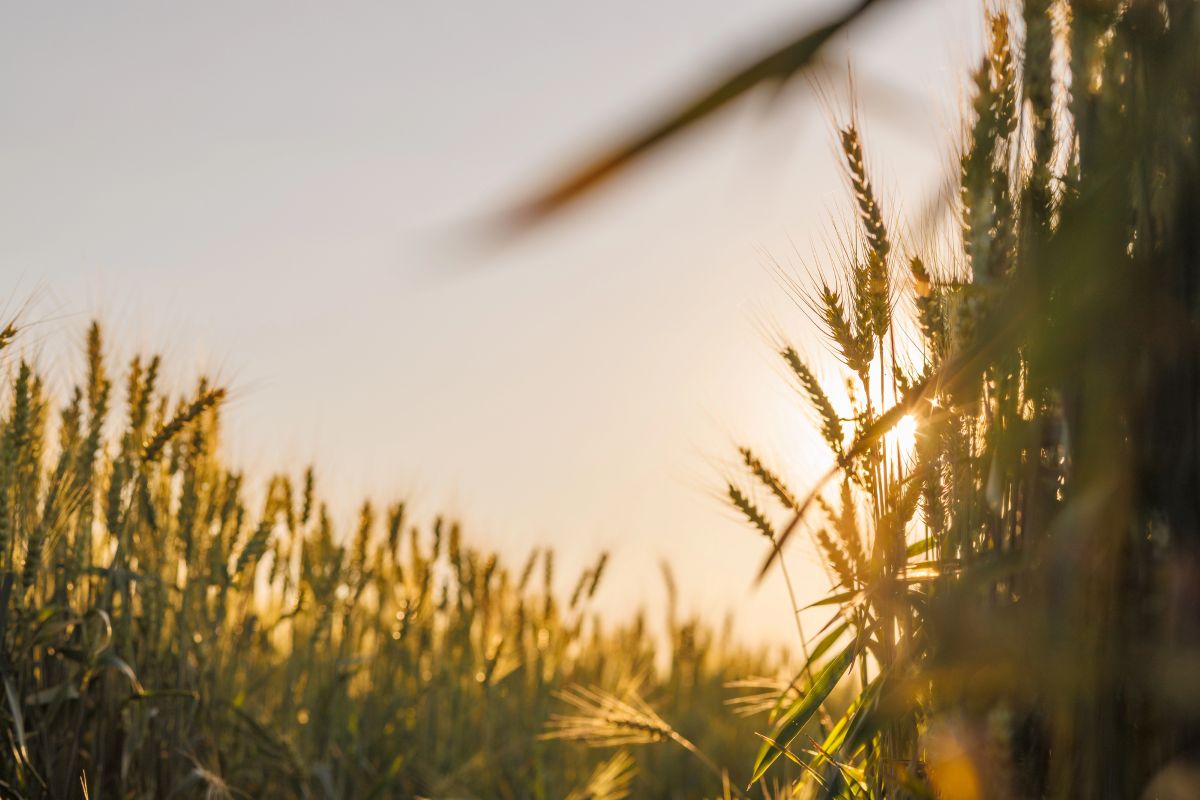 Rinnovabili • Innovazione e rinnovabili: il Manifesto di RSE per il futuro del settore agroalimentare